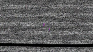 在猫，家庭色情和观看色情色情的屁股伸出来装饰它